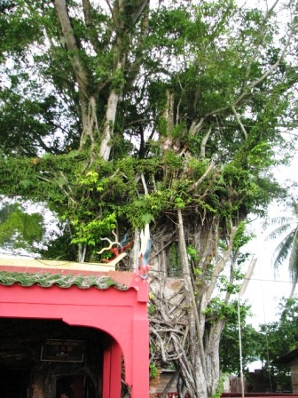 banyan tree temple